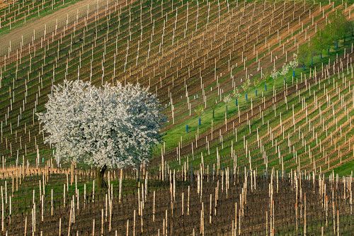 Весенние поля Моравии