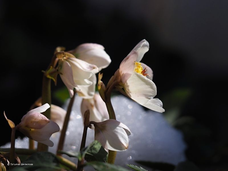 флора, морозник, морозник восточный, рождественская роза, helleborus, геллеборус, хеллеборус, зимовник, Морозник цветёт фото превью