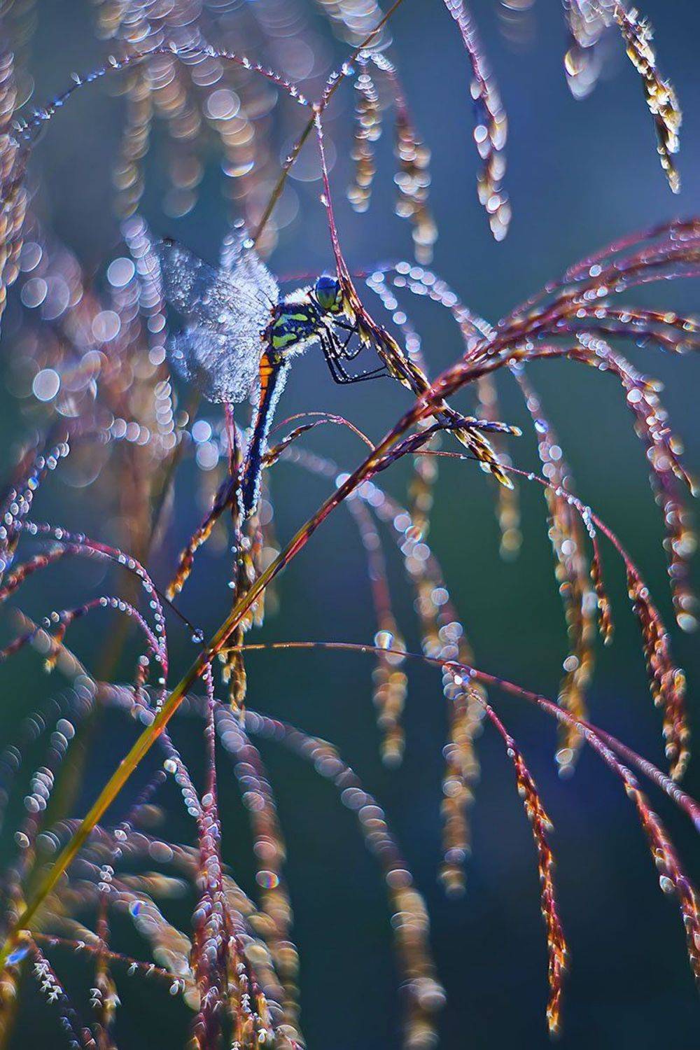 стрекоза, насекомое, утро, макро, природа, роса, Елена Соловьёва