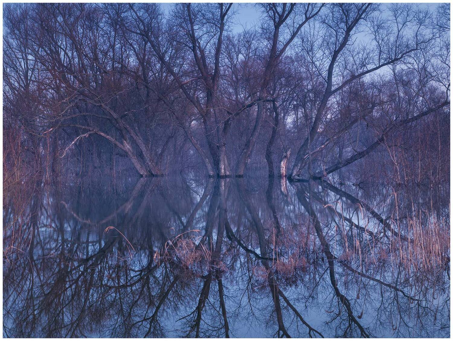весна, деревья, отражения, пейзаж, разлив, рассвет, сумерки, утро, весенний разлив, паводок, деревья в воде, Станислав Саламанов