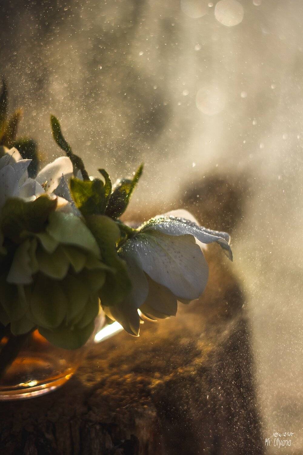 , Ульяна Буканова (Мизинова)