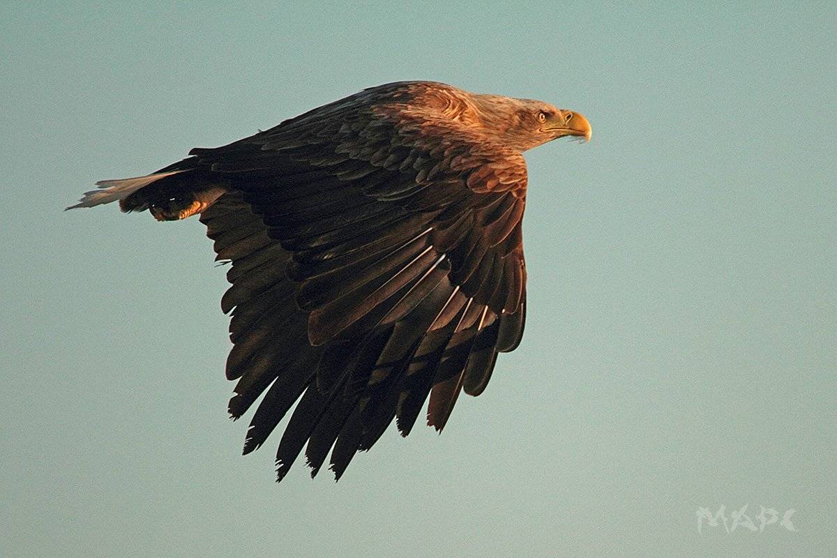 животные птицы  орлан белохвостый, Шангареев Марс