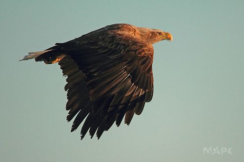 Орел белохвостый