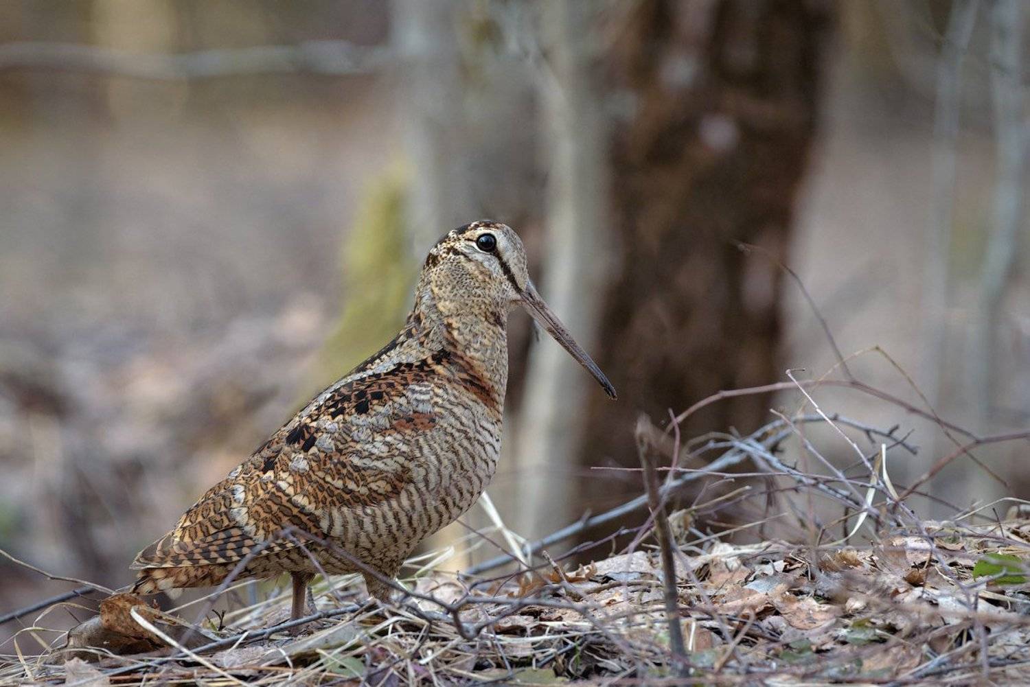 вальдшнеп, лес, фотоохота, птицы, животные, bird, wildlife,bird, nature, Игорь Зубков