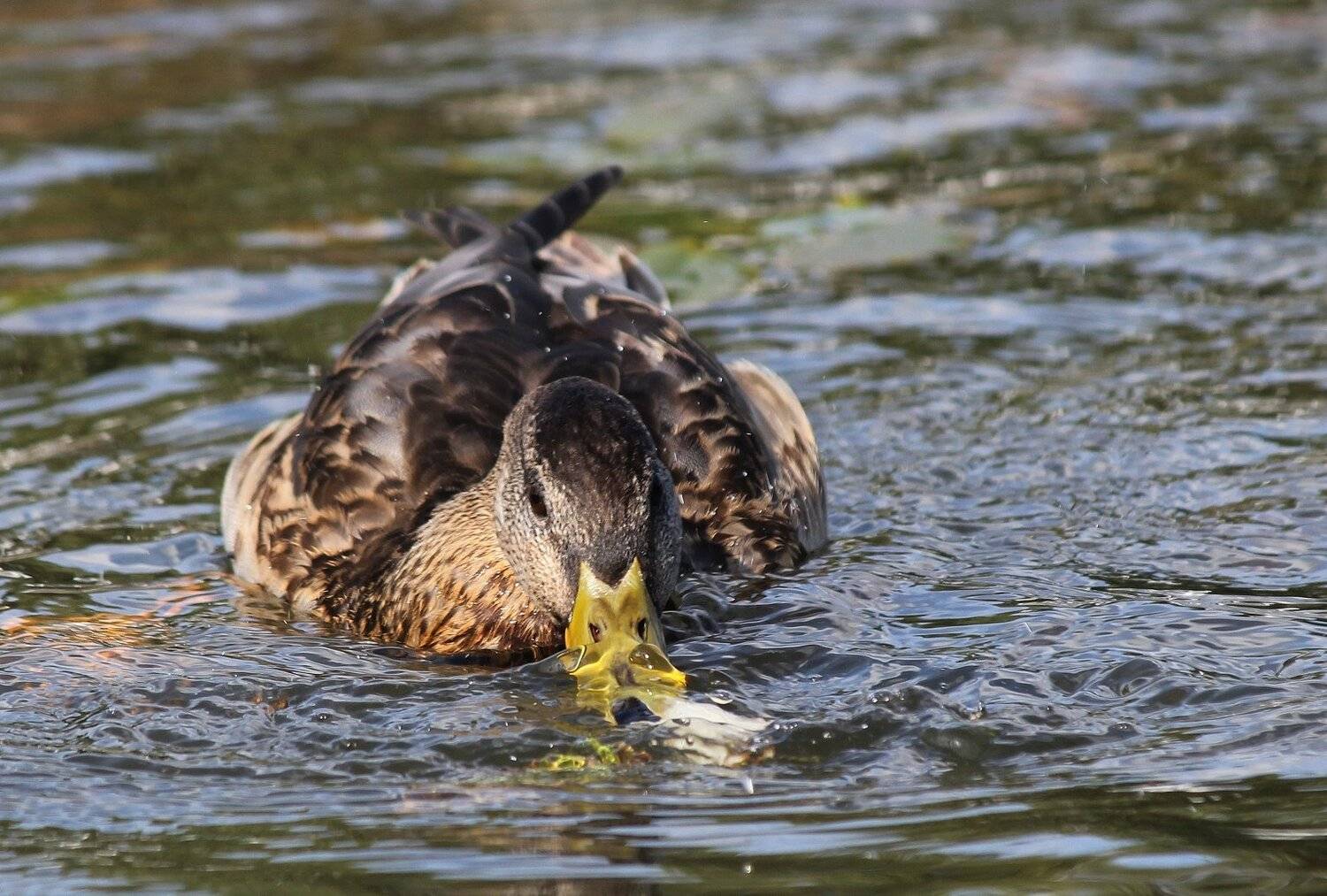 вода, утка, природа, Влада Андрюнина