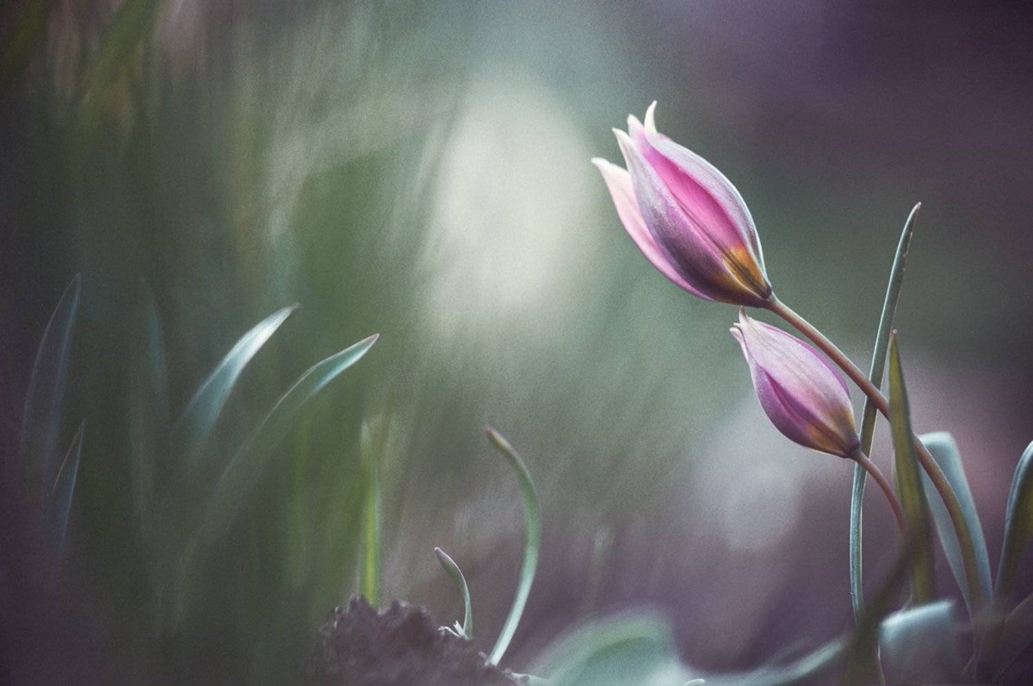 , Татьяна Аверина