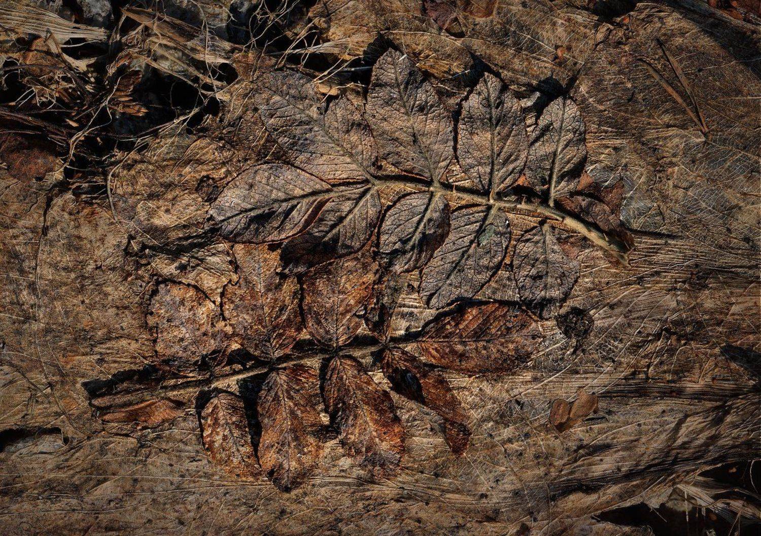 , Валерия Зверева