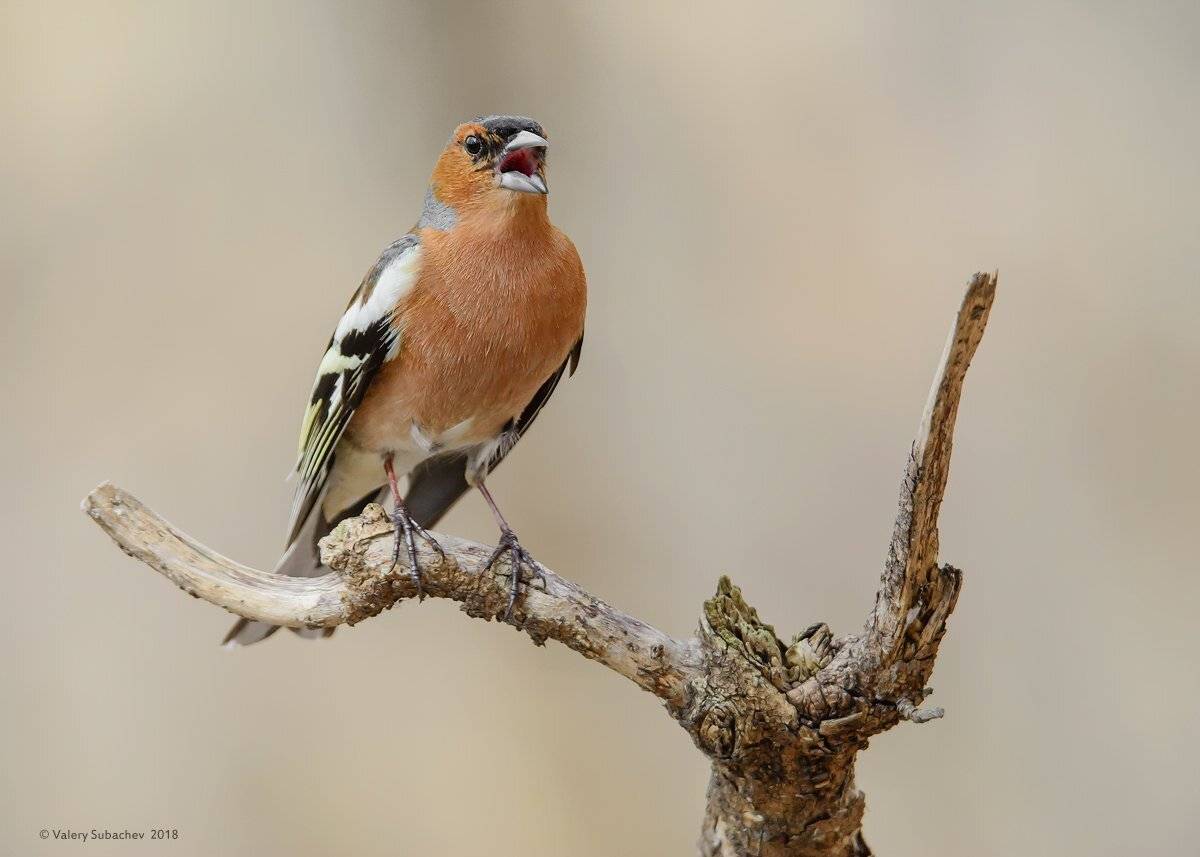, Валерий Субачев
