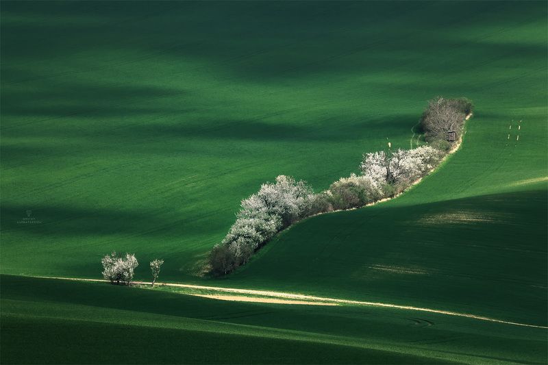 White train фото превью