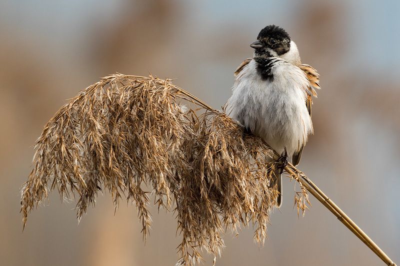 Генерал тростникового войска фото превью