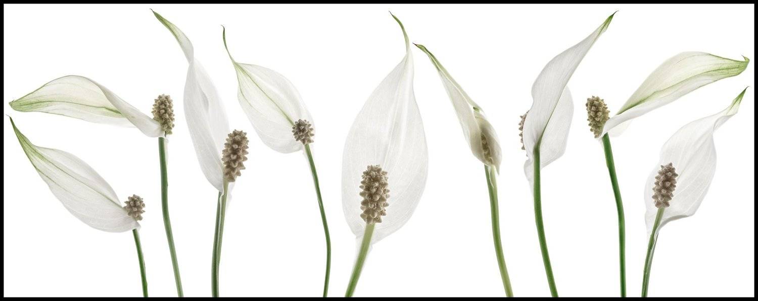 цветы,цветок,макро,растения,природа,бутоны,спатифиллум, Александр Иванов