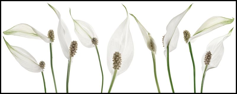 цветы,цветок,макро,растения,природа,бутоны,спатифиллум Спатифиллум или цветок женское счастье фото превью