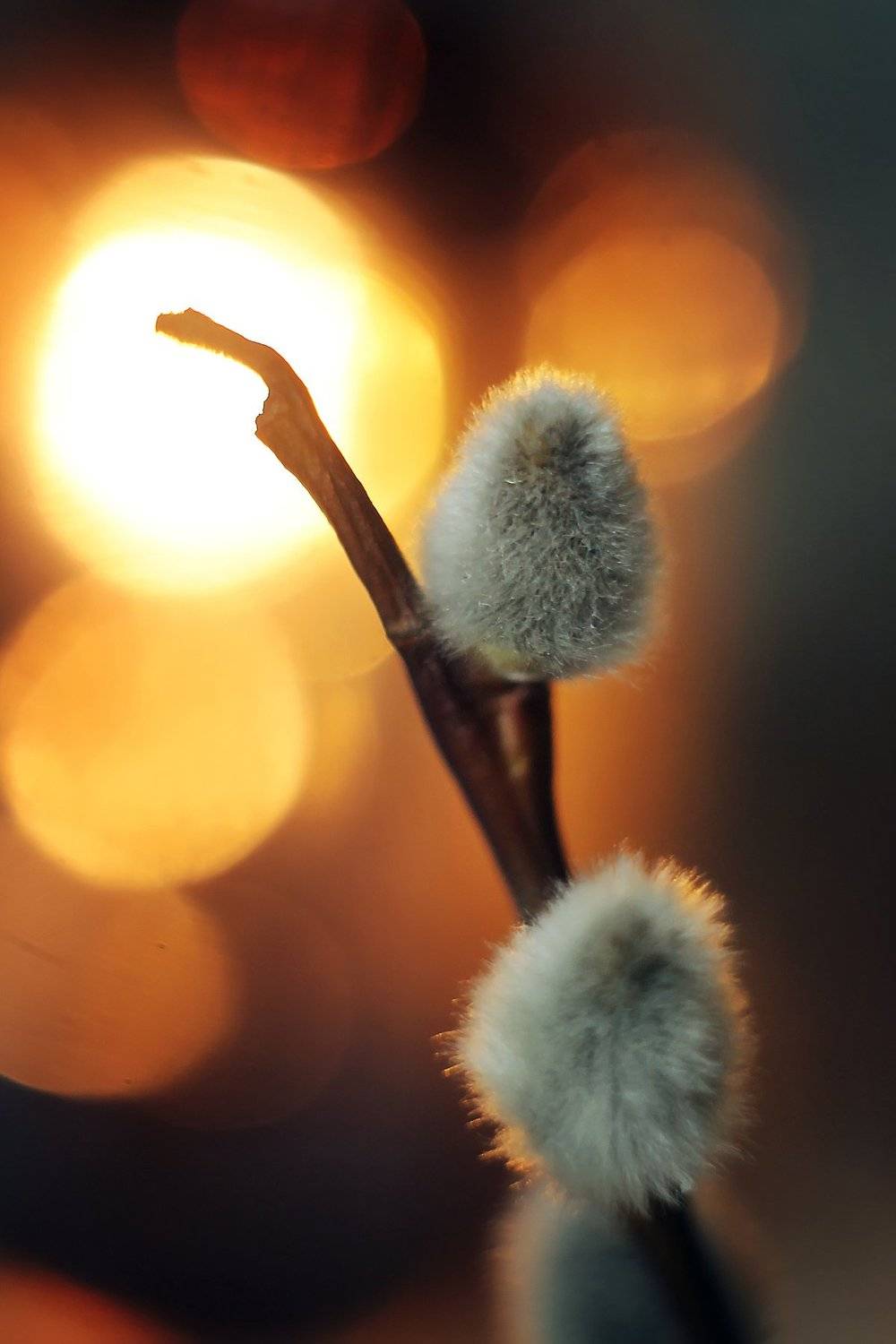 , Анастасия Колесникова