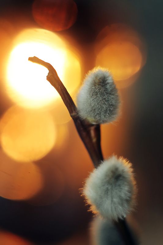 *** фото превью