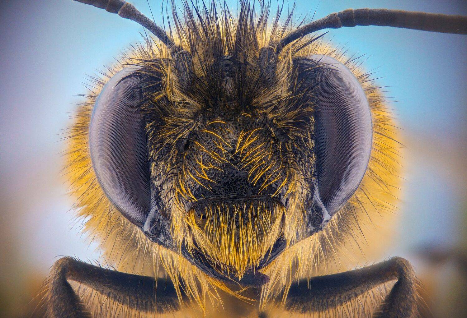 ceclii, macro, extrememacro, Tsvetan Ganev