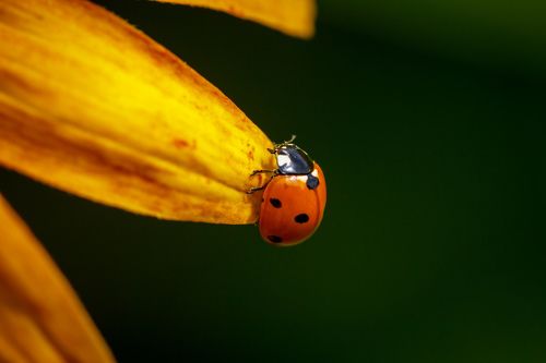 На лучике солнца