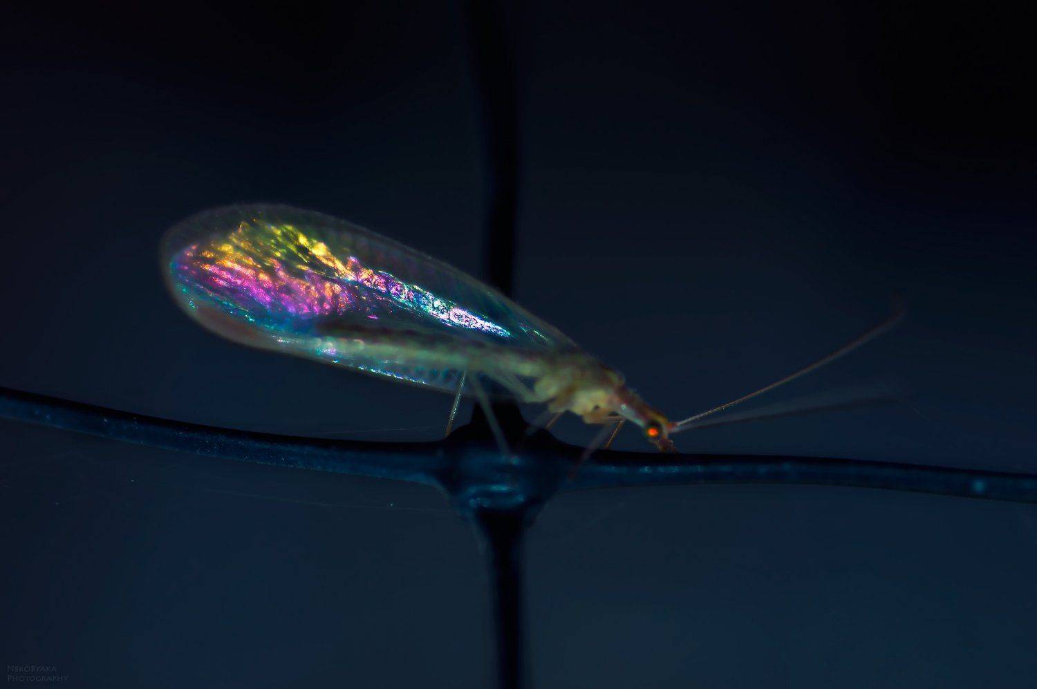 macro, nature, insects, golden-eyed, wings, макро, природа, насекомые, златоглазка, крылья, Тараненко Анжелика