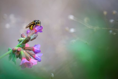 Wasp