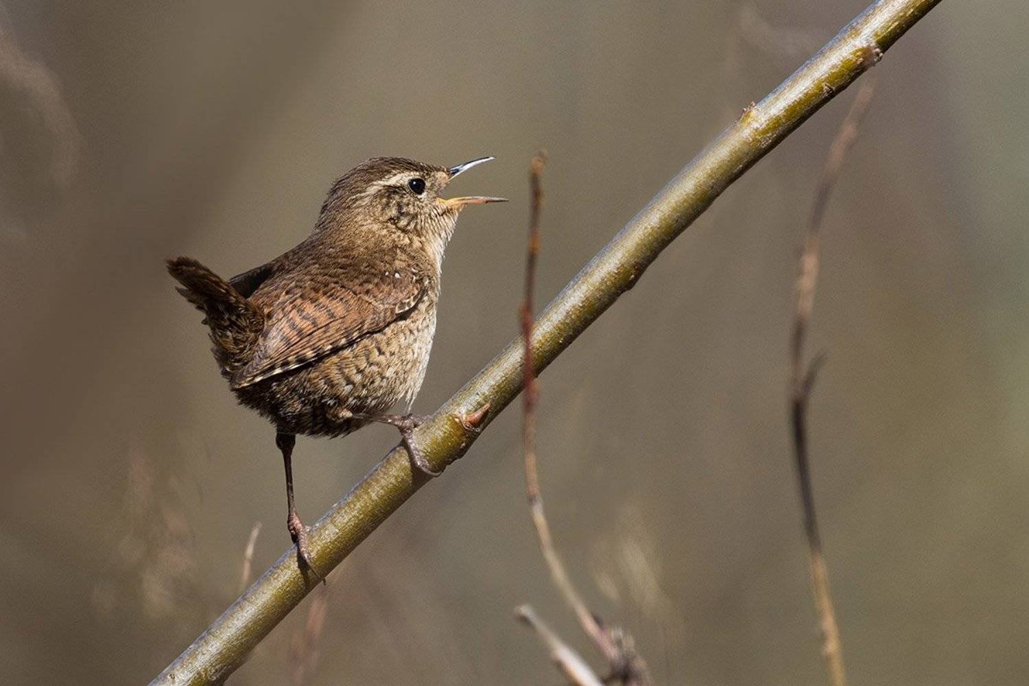 , Елена Давыдова