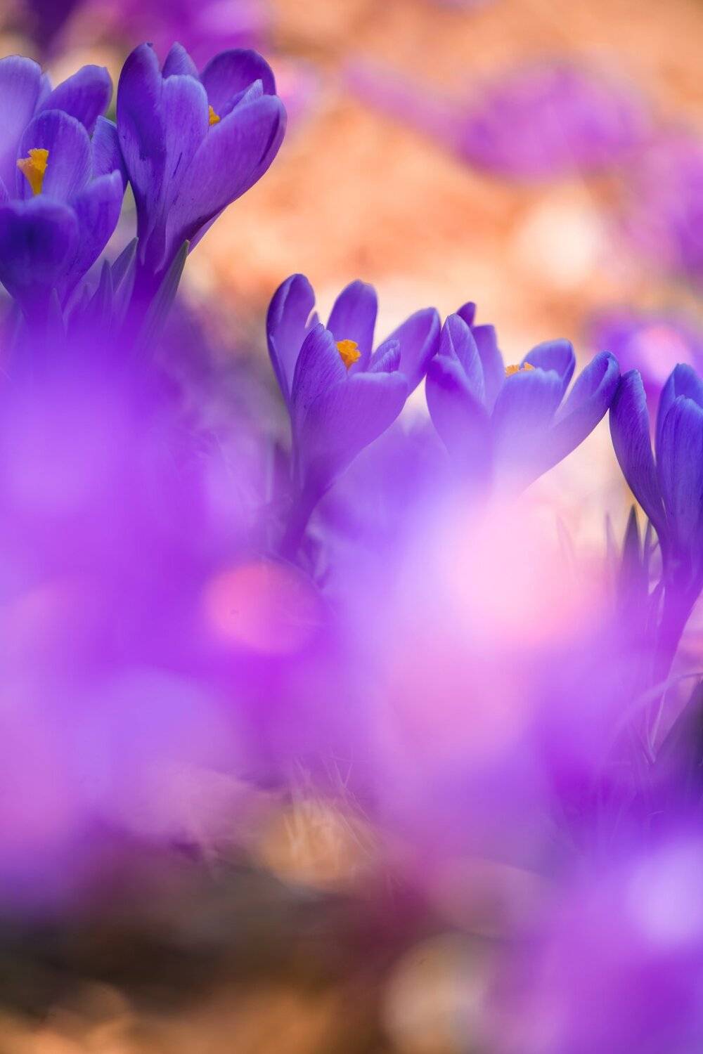 , Анастасия Добровольская