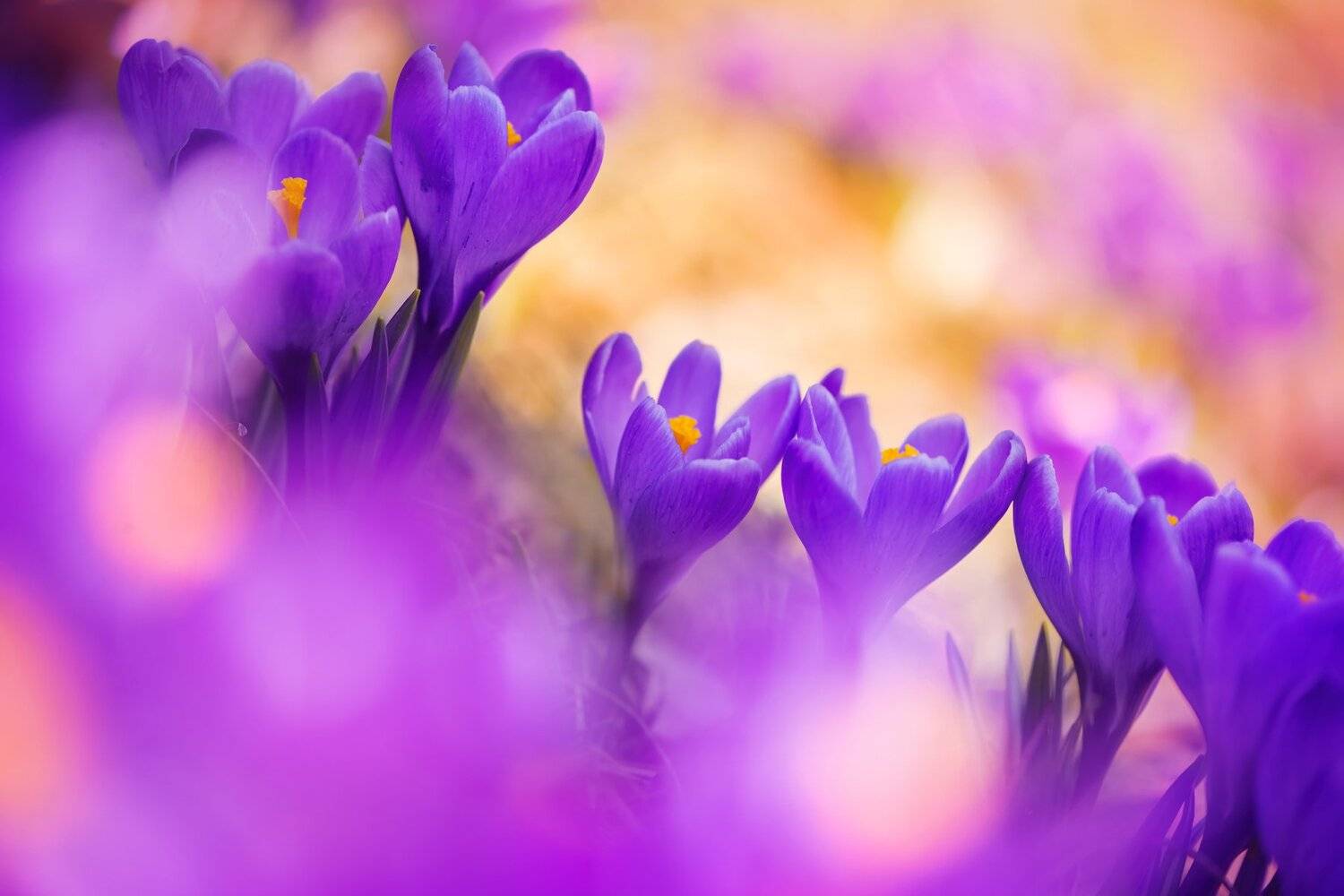 , Анастасия Добровольская