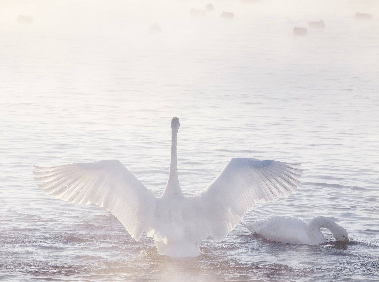 , Лещёнок Александр