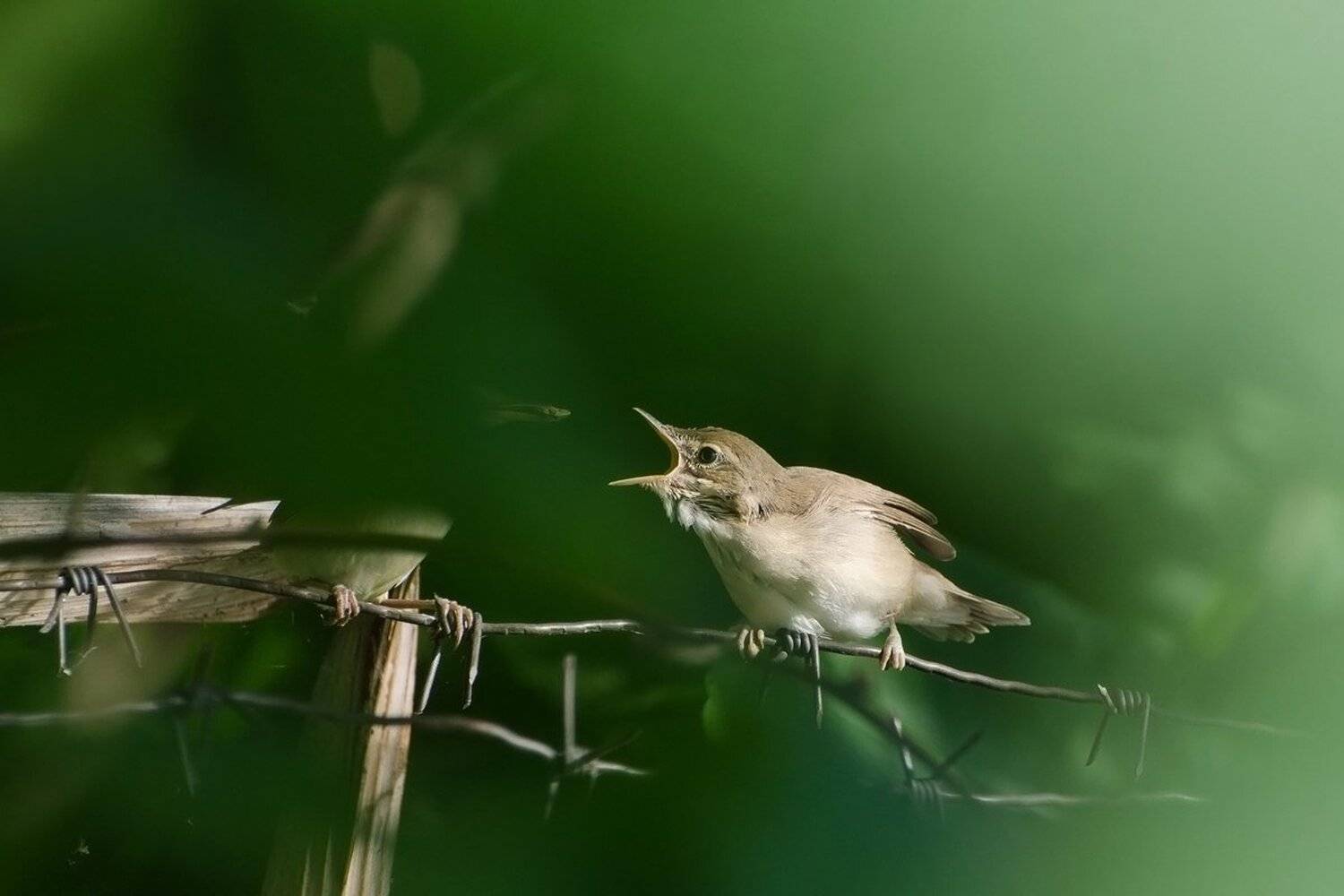 садовая камышовка, птенец, слёток, Михаил Агеев