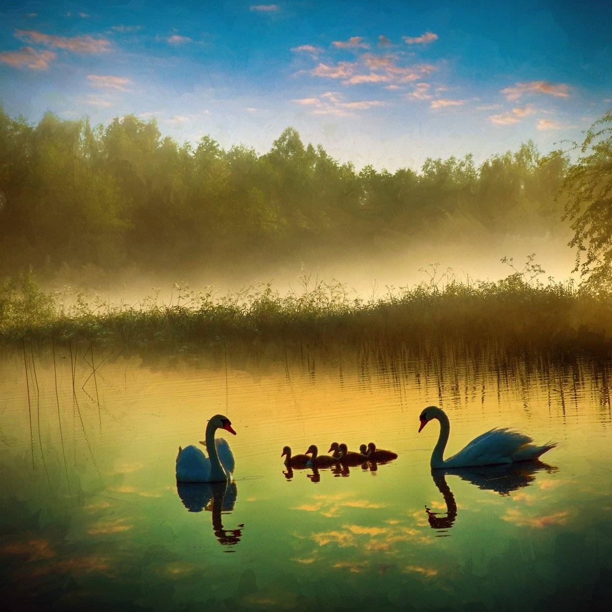 туман, Rimantas Petrikas