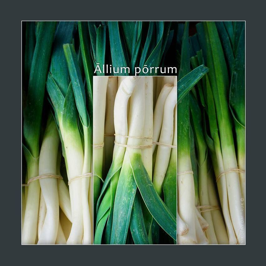 натюрморт, , музыка, николай дмитрук