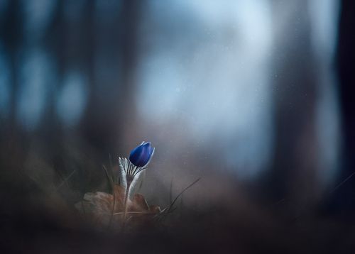 Трепет жизни