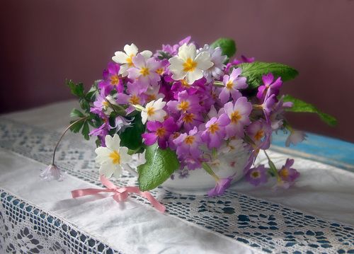 Примулы
