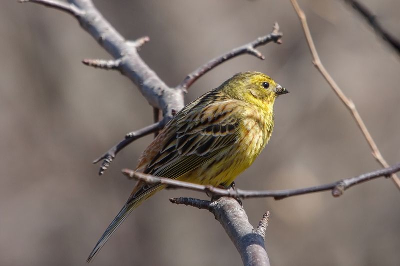 Овсянка обыкновенная фото превью