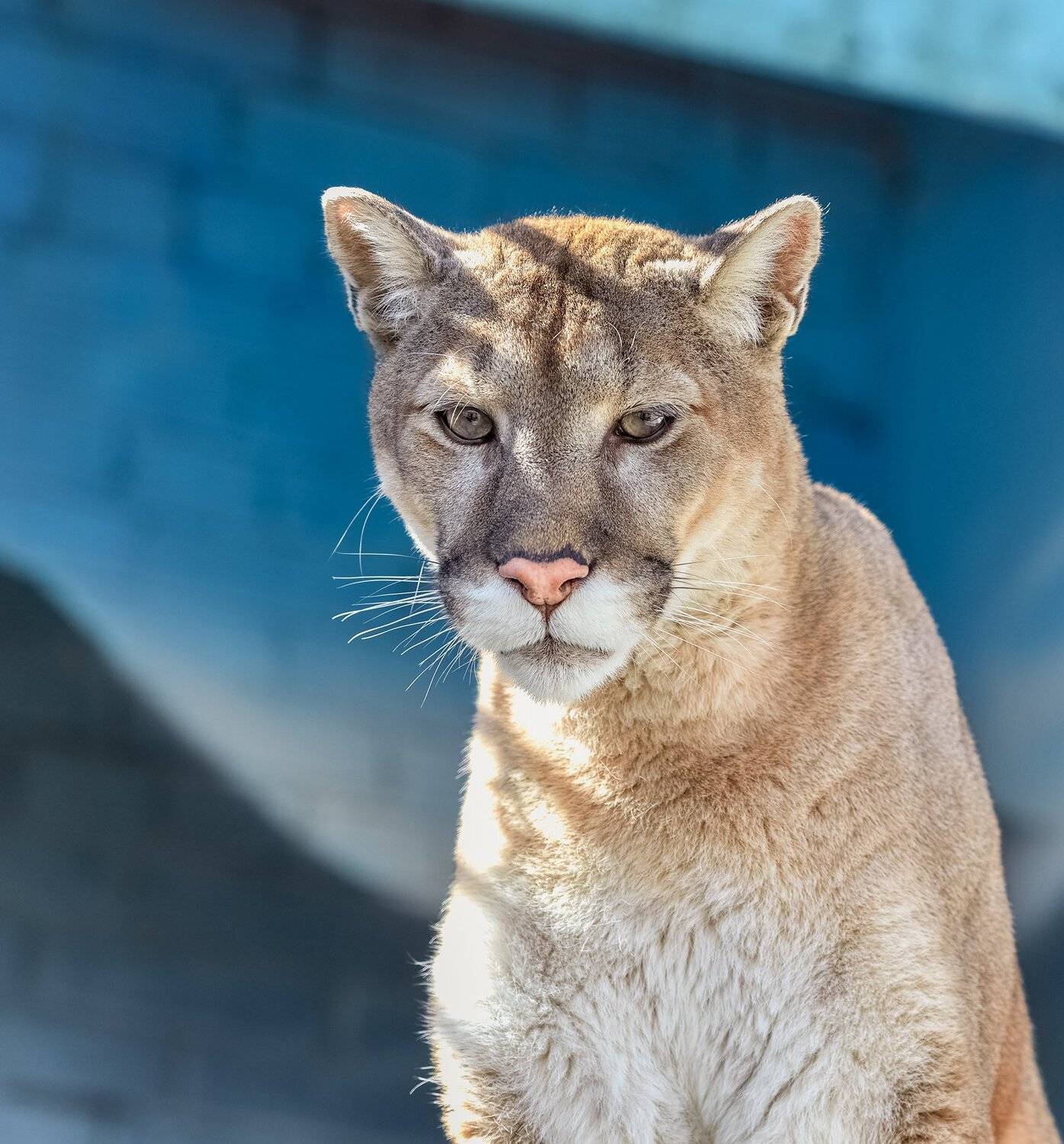 пума, Олег Богданов