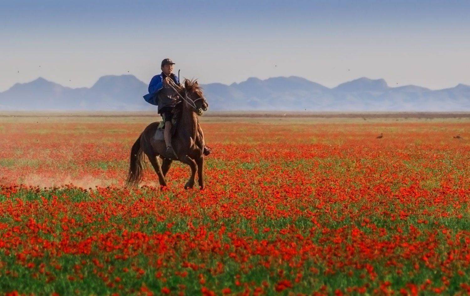 киргизия, маковые поля, Скиндерева Ольга