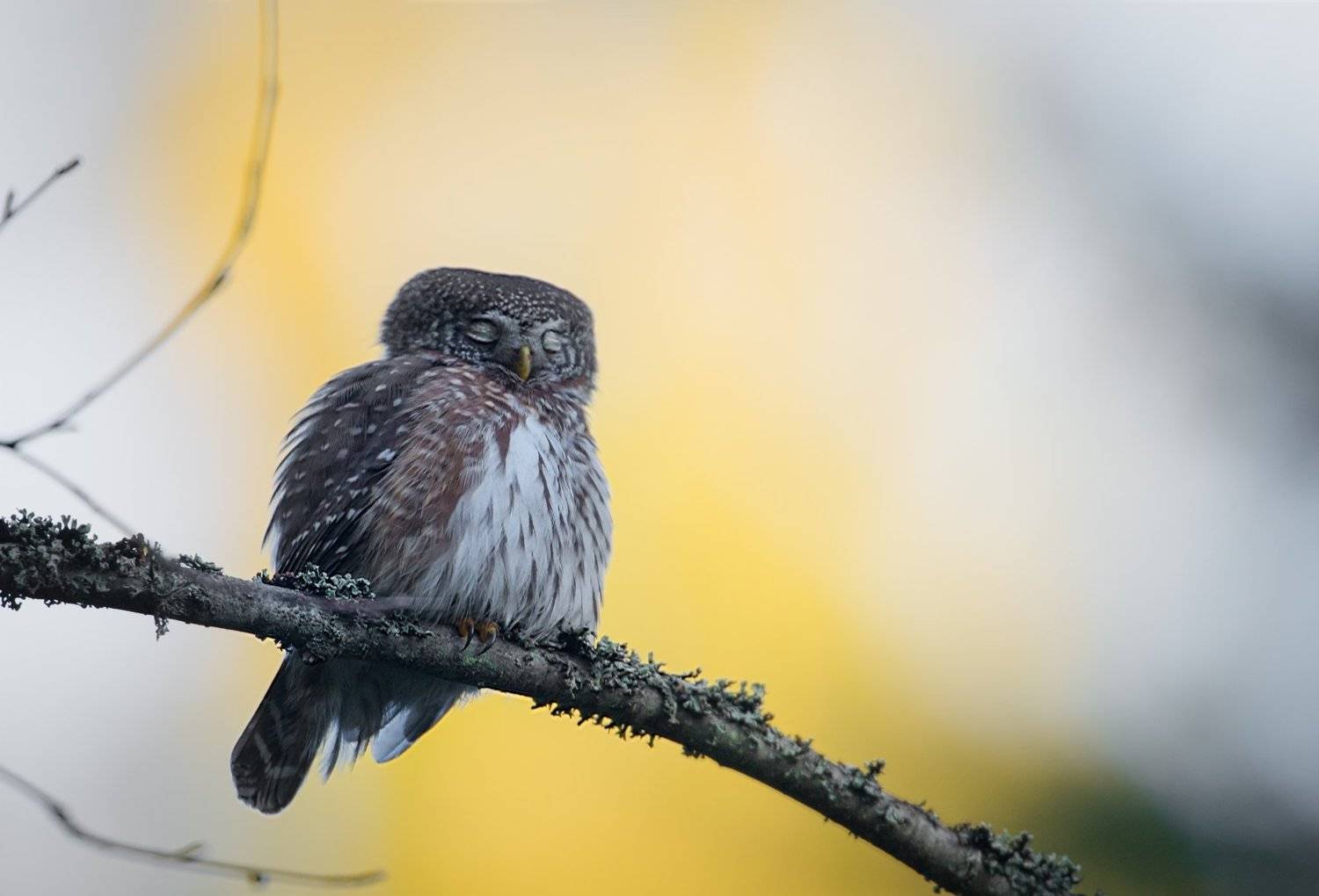 pygmy owl, finland, Jarkko J&auml;rvinen