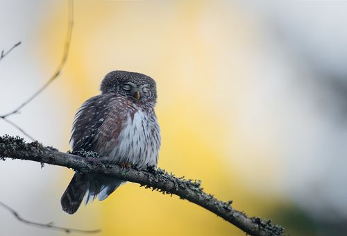 Eurasian Pygmy Owl, Finland