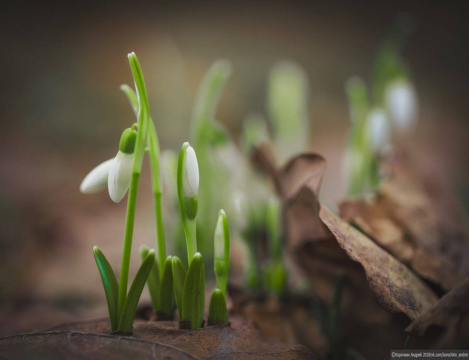 , Андрей Корочкин