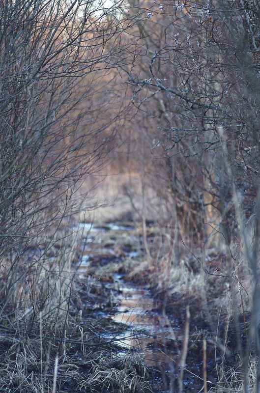 Еще рано любоваться красотами наших болот.... фото превью