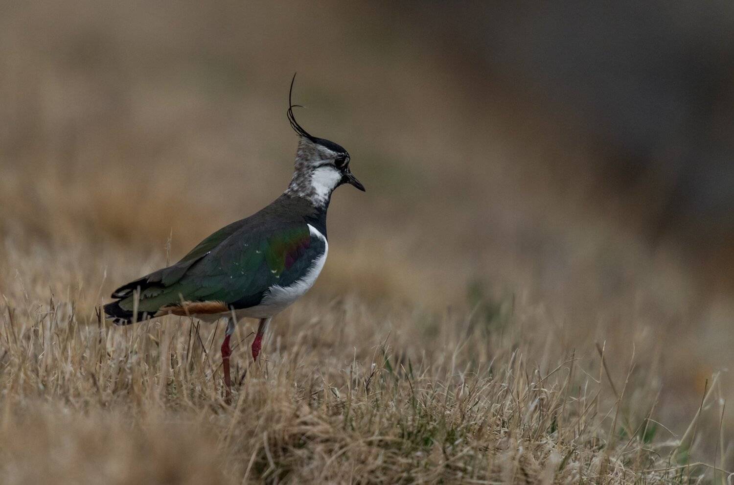 Northern lapwing, Bird, Wildlife, Arnfinn Malmedal
