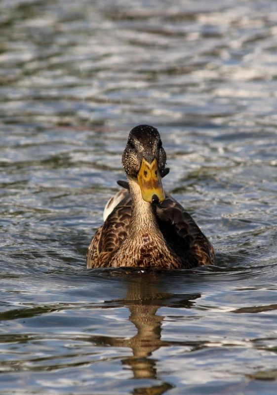 утка, вода, природа Летучий корабль фото превью