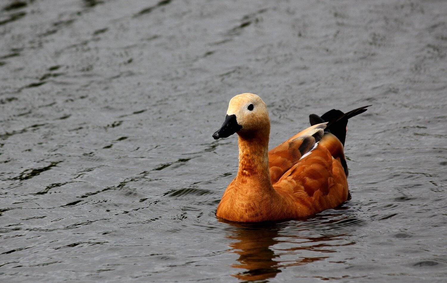 огарь, красный гусь, птица, Влада Андрюнина