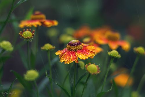 ...When the rain begins to fall...