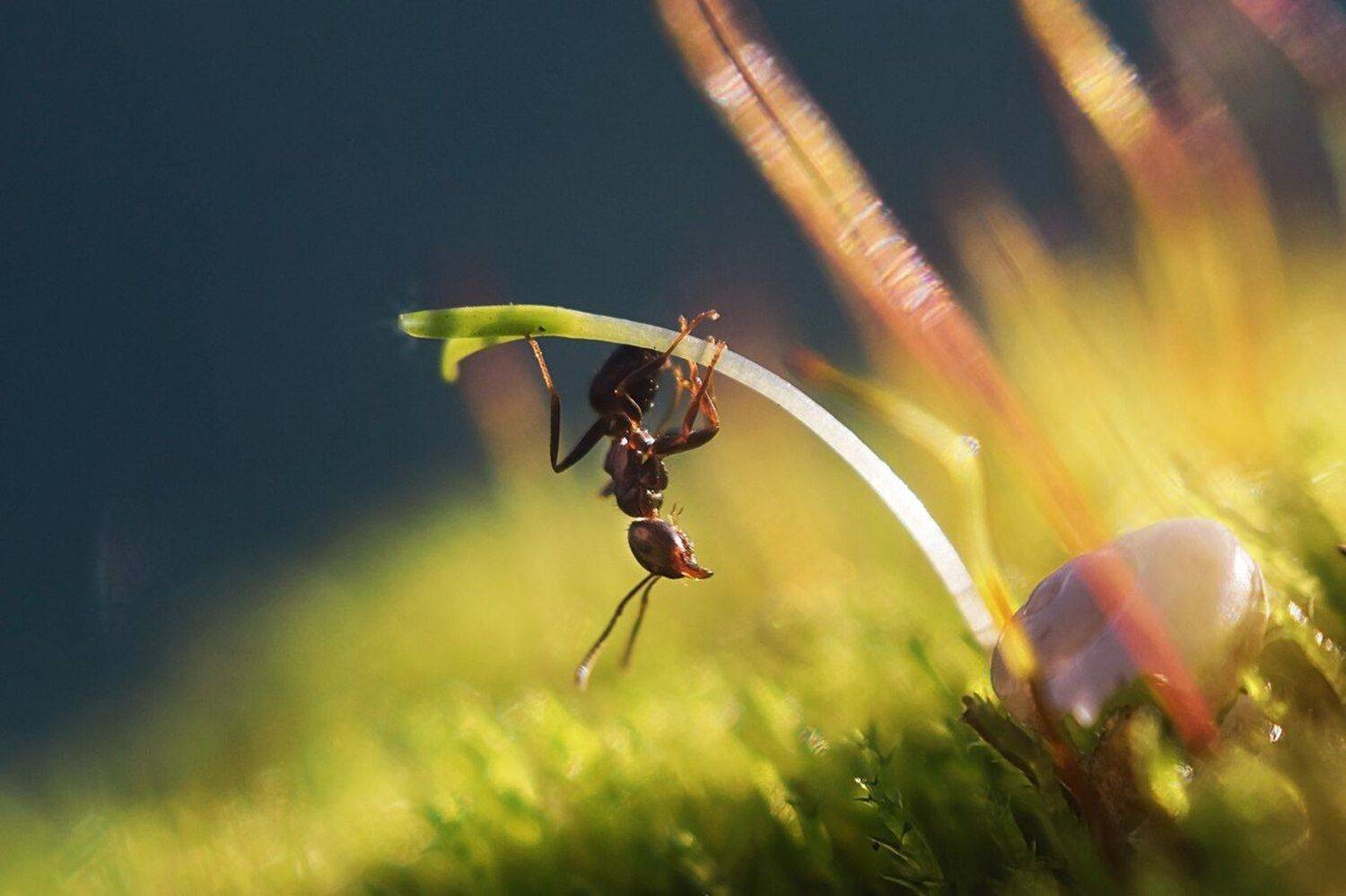 , Лапшина Владлена