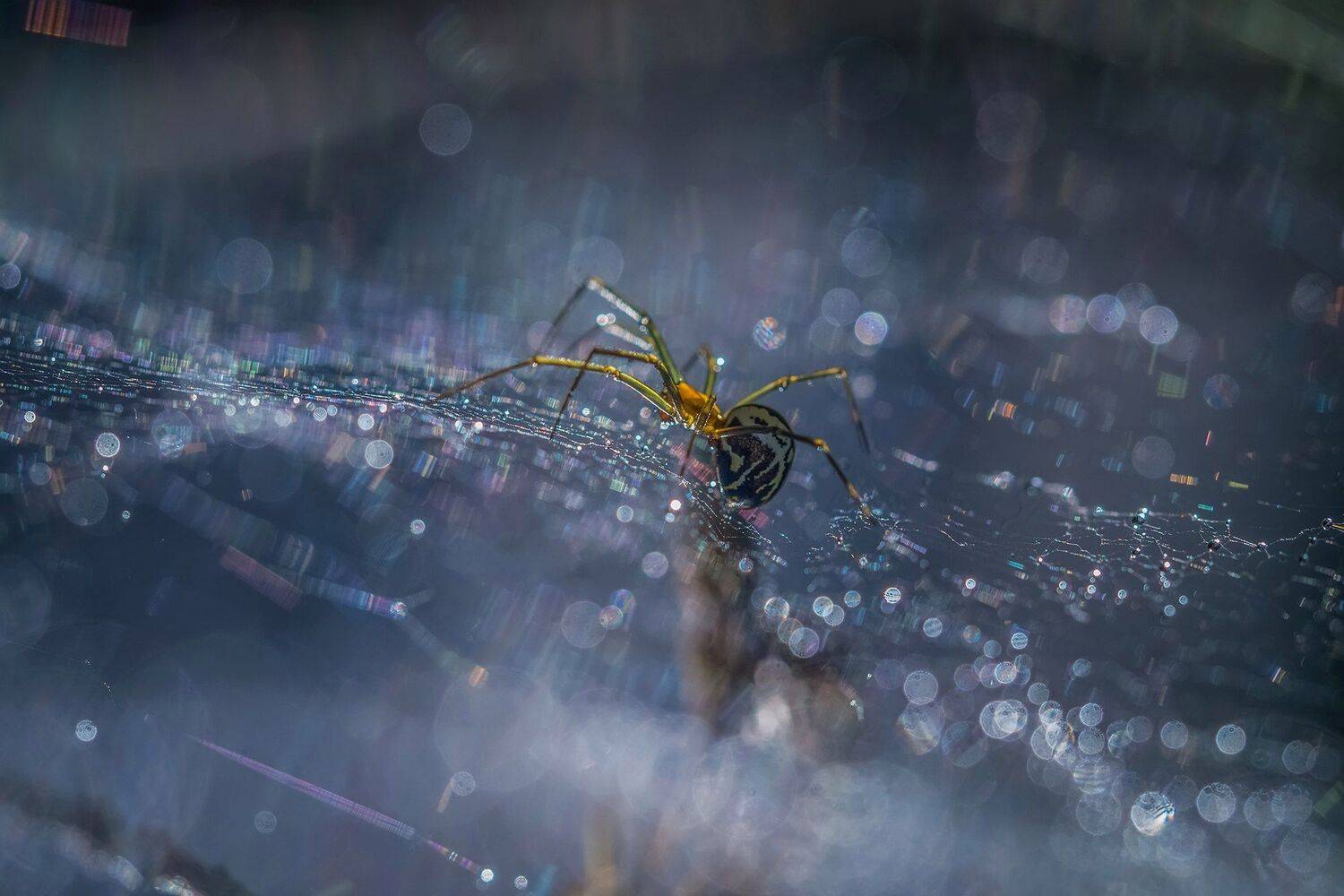 , Евгения Муравская