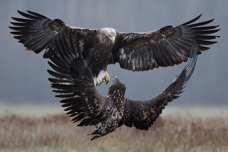 white-tailed eagles фото превью