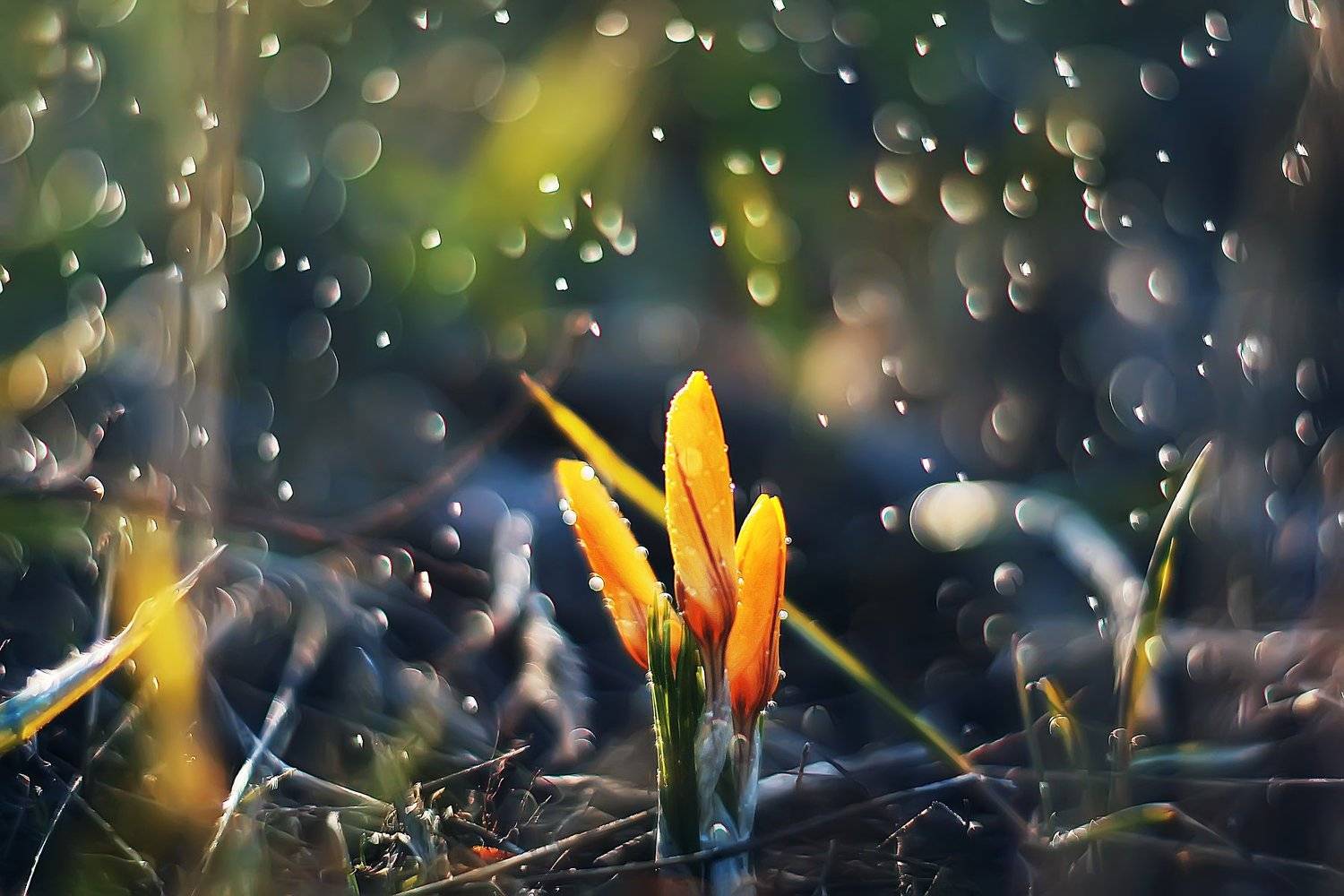 , Анастасия Колесникова