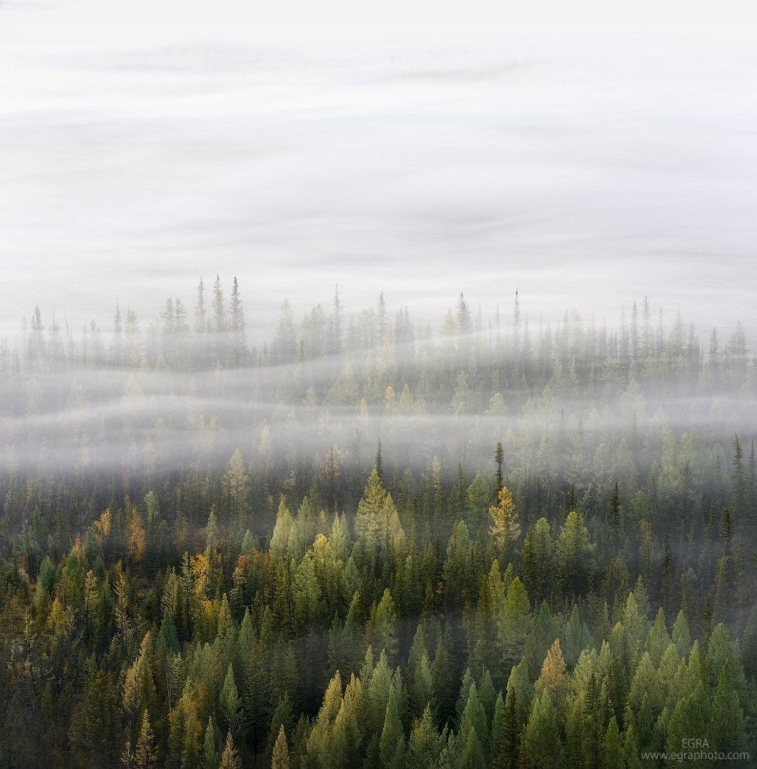 сибирь, алтай, курай, altai, altay, siberia, EGRA