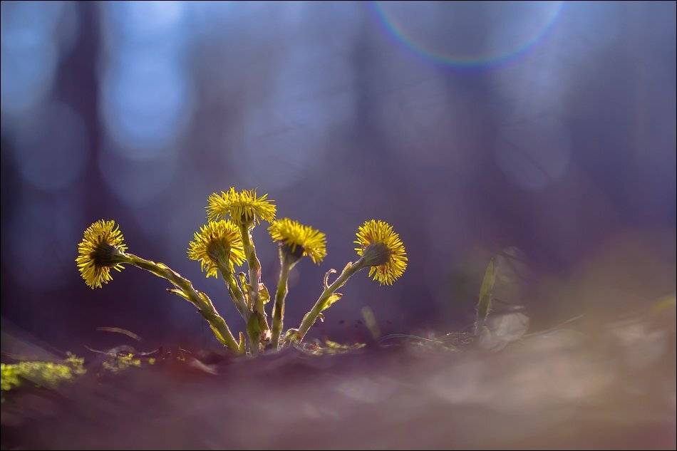 , Бурлов Андрей