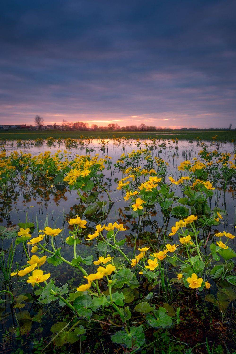 marigolds flowers sunset sky clouds colors mood poland podlasie, Maciej Warchoł