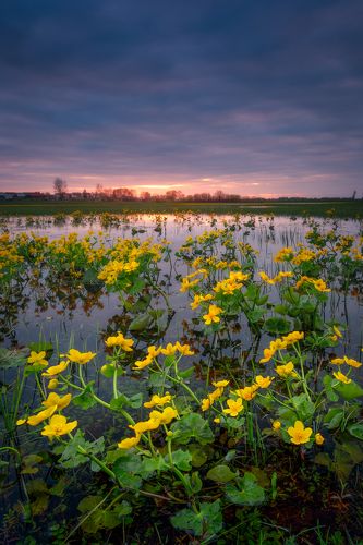 River Narew Marigolds...